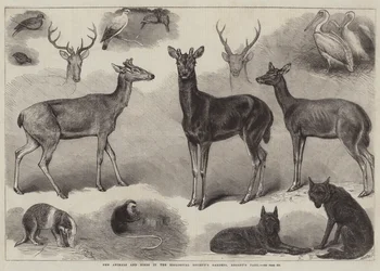 New Animals and Birds in the Zoological Society